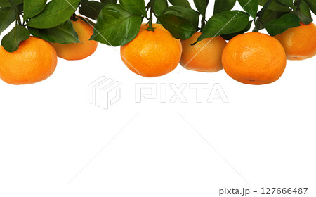 Top border of tangerines with green leaves isolated on white Top border of tangerines with green leaves isolated on white 127666487