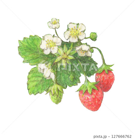 イチゴの水彩色鉛筆イラスト 127666762