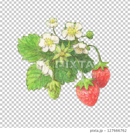 草莓水彩鉛筆插畫 127666762