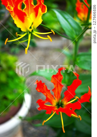 赤いグロリオサの花 127666886