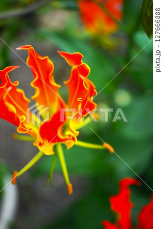 赤いグロリオサの花 127666888
