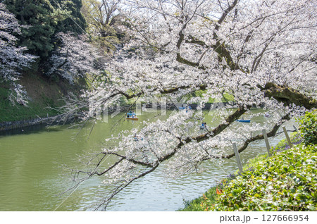 千鳥ヶ淵の桜　東京都千代田区 127666954