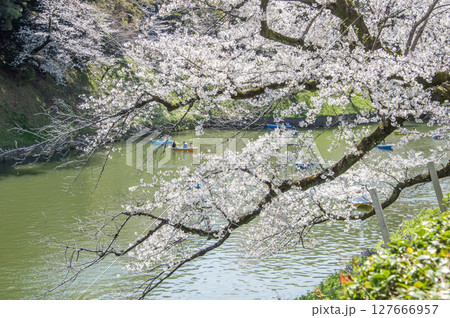 千鳥ヶ淵の桜　東京都千代田区 127666957