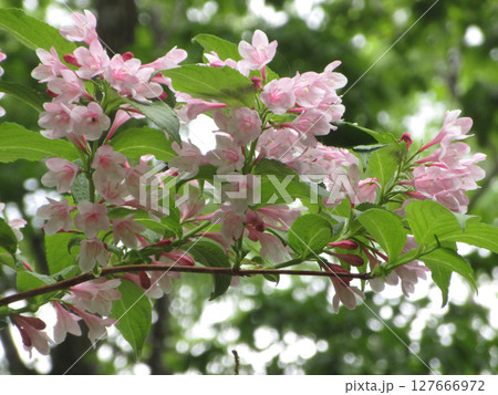 新緑とベニウツギの花 127666972