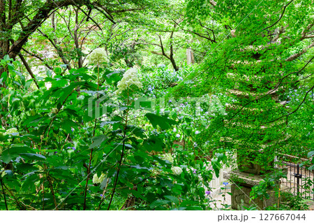 東京都日野市　高幡不動尊あじさいまつり　2025 127667044