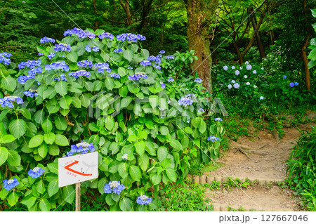 東京都日野市 高幡不動尊あじさいまつり 2025 東京都日野市 高幡不動尊あじさいまつり 2025 127667046