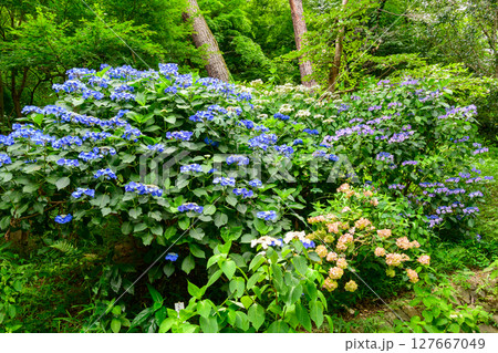 東京都日野市　高幡不動尊あじさいまつり　2025 127667049