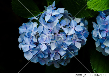 梅雨空のもと綺麗に花を咲かせる遊歩道沿いのアジサイ① 127667157