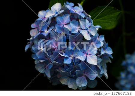 梅雨空のもと綺麗に花を咲かせる遊歩道沿いのアジサイ② 127667158