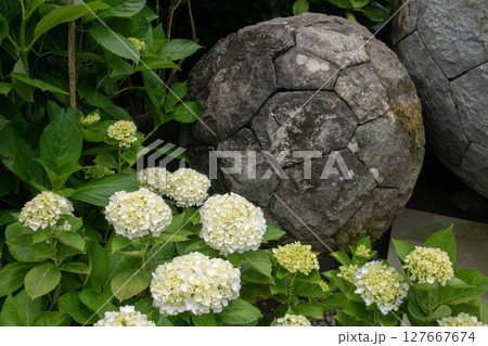 紫陽花 アジサイ あじさい 127667674