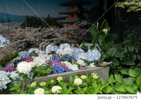 紫陽花 アジサイ あじさい 127667675