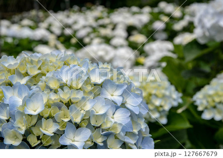 紫陽花 アジサイ あじさい 127667679
