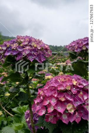 紫陽花 アジサイ あじさい 127667683