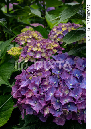 紫陽花 アジサイ あじさい 127667687