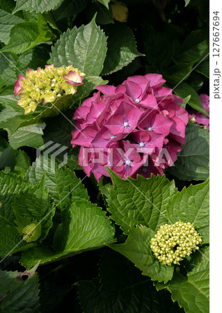 紫陽花 アジサイ あじさい 127667694