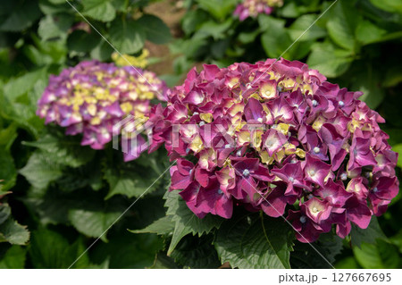紫陽花 アジサイ あじさい 127667695