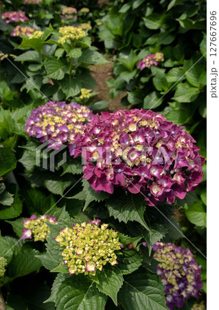 紫陽花 アジサイ あじさい 127667696