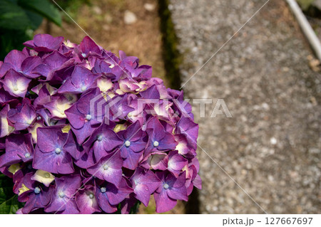 紫陽花 アジサイ あじさい 127667697