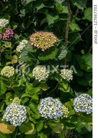 紫陽花 アジサイ あじさい 127667703