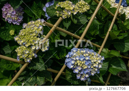 紫陽花 アジサイ あじさい 127667706