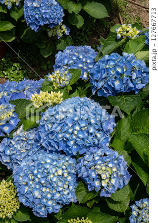 紫陽花 アジサイ あじさい 127667713