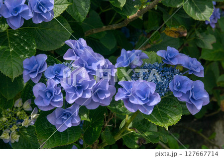 紫陽花 アジサイ あじさい 127667714