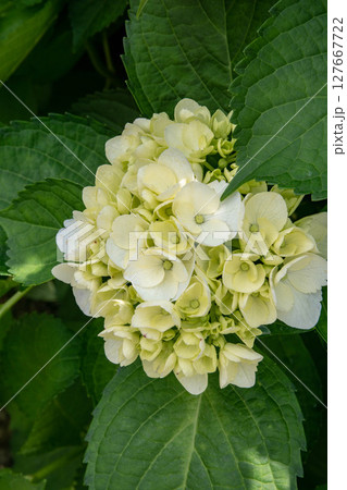 紫陽花 アジサイ あじさい 127667722