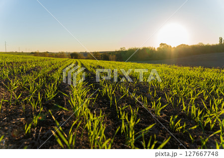 Newly sprouted wheat stretches upward in a lush winter field, basking in the warm early morning sunlight against a vibrant sky Newly sprouted wheat stretches upward in a lush winter field, basking in the warm early morning sunlight against a vibrant sky 127667748