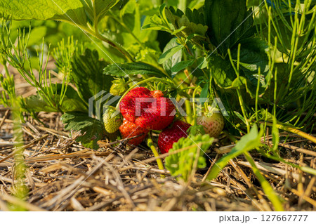 Juicy, ripe strawberries burst with color, hidden among lush green leaves. Their freshness promises a delightful taste of summer Juicy, ripe strawberries burst with color, hidden among lush green leaves. Their freshness promises a delightful taste of summer 127667777