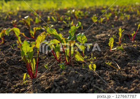 Healthy beetroot plants sprout from fertile soil under bright sunshine, promising a bountiful harvest soon 127667787