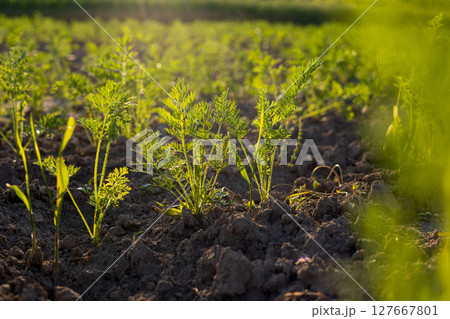 Beneath the soft glow of dawn, young carrot greens emerge from rich, dark soil, promising a bountiful harvest in the nearby vegetable patch 127667801