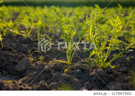 Dew-kissed carrot plants bask in warm sunlight, elegantly emerging from dark, nutrient-rich soil in a thriving garden, promising a bountiful harvest 127667802