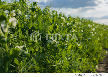 Pea plants with delicate white flowers thrive in a lush green field on a sunny day, showcasing healthy growth in nature 127667808