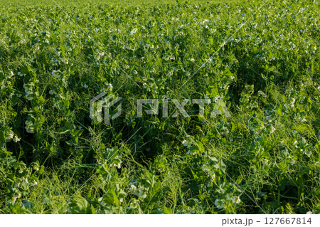 Vibrant green pea plants covered in delicate white flowers flourish in a sunny field under bright skies, showcasing healthy growth Vibrant green pea plants covered in delicate white flowers flourish in a sunny field under bright skies, showcasing healthy growth 127667814