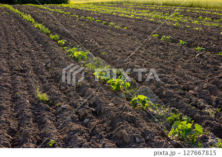 Rows of young pumpkin plants thrive in a freshly plowed field with rich soil and green foliage, set against a bright blue sky Rows of young pumpkin plants thrive in a freshly plowed field with rich soil and green foliage, set against a bright blue sky 127667815