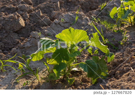 Young pumpkin plant emerges from the soil, surrounded by fresh greenery in a fertile field under the morning sun Young pumpkin plant emerges from the soil, surrounded by fresh greenery in a fertile field under the morning sun 127667820