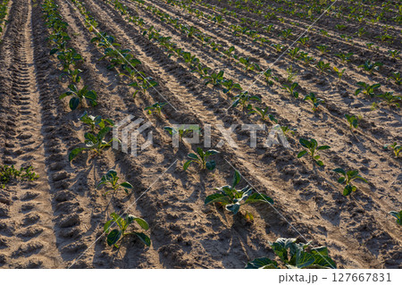 Bright green cabbage seedlings grow in neat rows across a sandy farm field, thriving under the sun's warmth during the growing season 127667831
