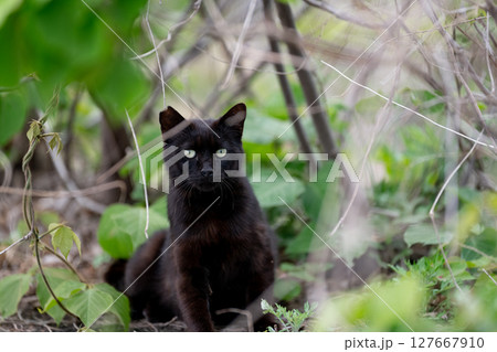 くつろぐ猫　黒猫 127667910