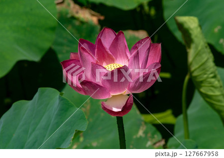 花 フラワー お花 127667958