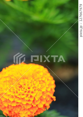 カラフルなマリーゴールド 127667979