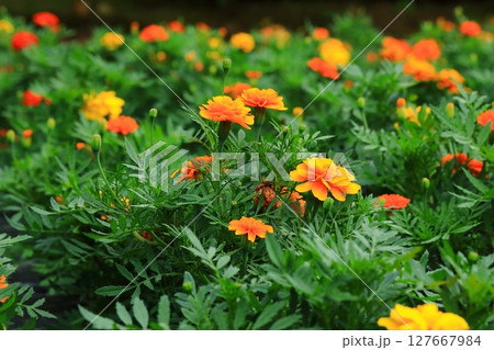 カラフルなマリーゴールド 127667984
