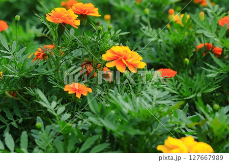 カラフルなマリーゴールド 127667989