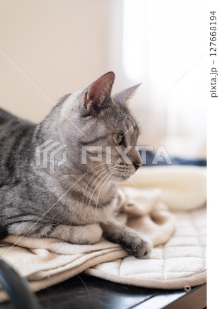 くつろぐ猫 サバトラ猫 くつろぐ猫 サバトラ猫 127668194