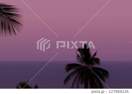 Purple sunset and black palm silhouettes 127668226