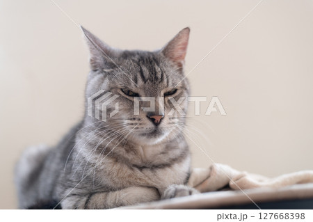くつろぐ猫 サバトラ猫 くつろぐ猫 サバトラ猫 127668398