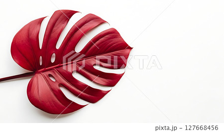 A large, vibrant red leaf with distinctive holes and splits is placed against a plain background, showcasing its elegant and unique pattern with strong contrast and vivid color 127668456