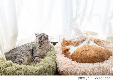 窓辺でくつろぐ猫 127668562