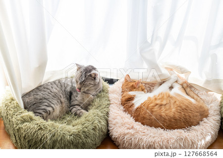 窓辺でくつろぐ猫 127668564