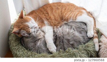 抱き合って眠る二匹の猫 抱き合って眠る二匹の猫 127668568