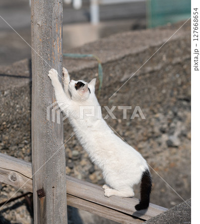木の棒で爪とぎをする野良猫 木の棒で爪とぎをする野良猫 127668654